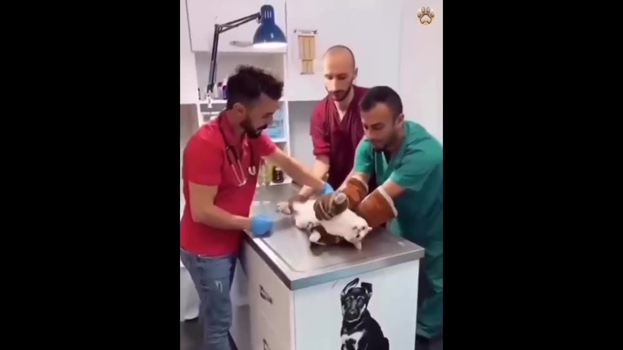 New Funny Animals π Funniest Cats and Dogs Videos πΊπΆ (1)