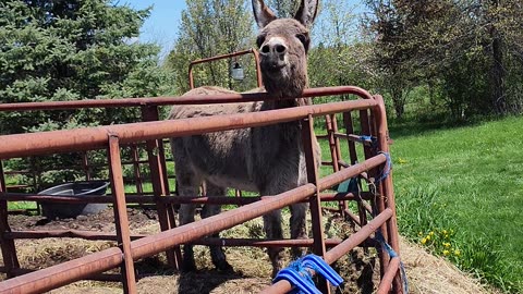 Fun at the farm