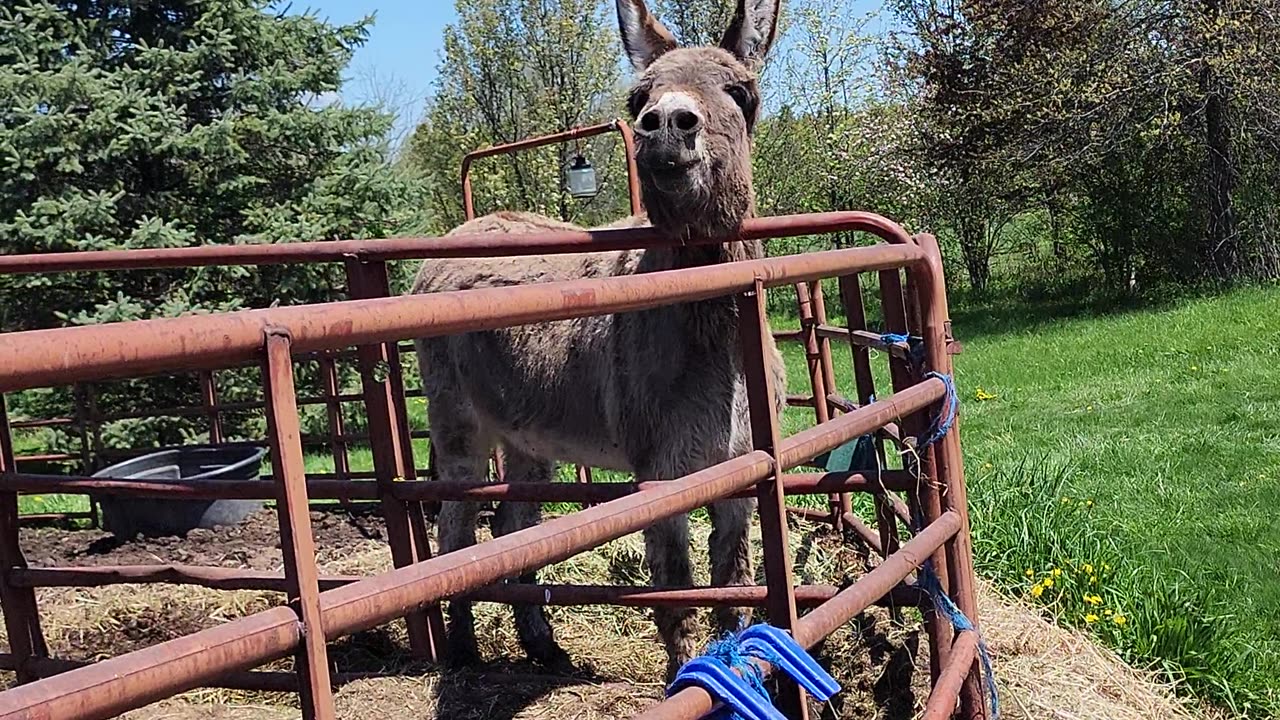 Fun at the farm
