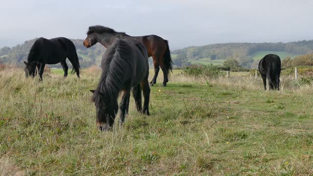 Cute Horses Eating Grass