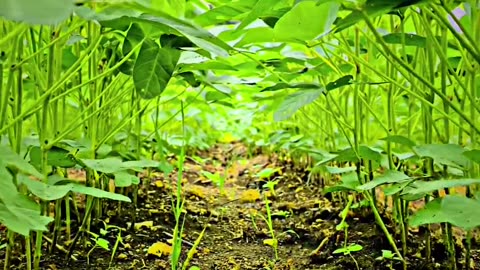 Farming lover #mr.indian hacker