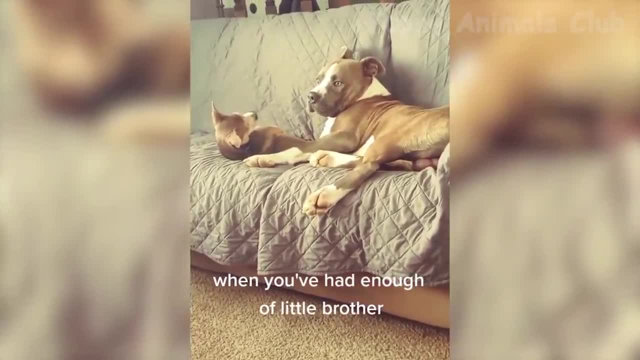Best Funny Dogs And Cats Videos πΆπΉ - Funny Animals Compilation 2022π