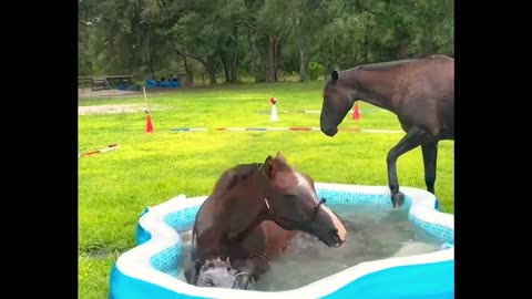 Two horses playing around an inflatable pool