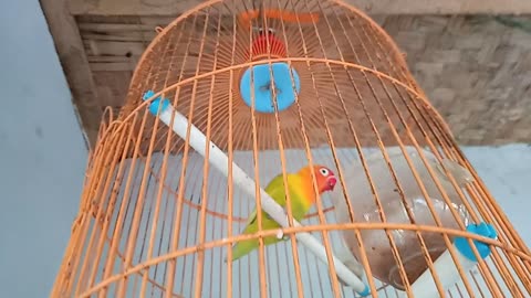 birds don't want to sing #18