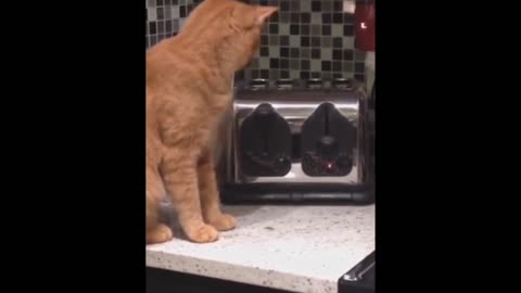 Funny video