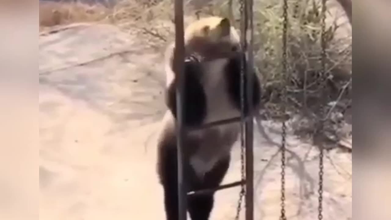 Bears dance
