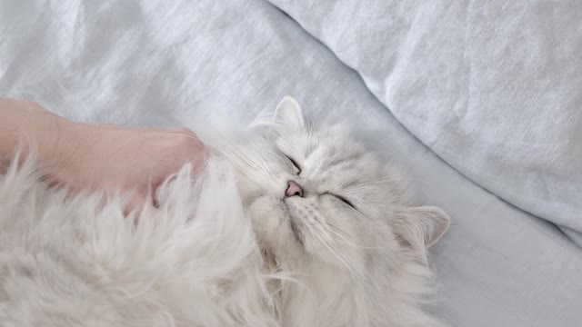 Taking Massage By A White Beautiful Cat