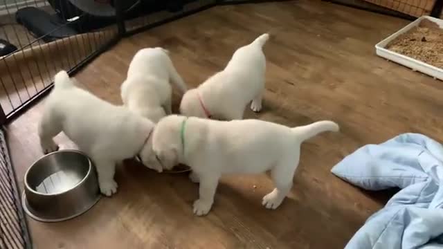 Morning miracle? Fab Four Labrador Puppies & Collateral Damage