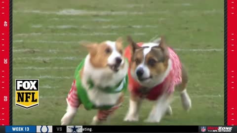 Corgi race at halftime