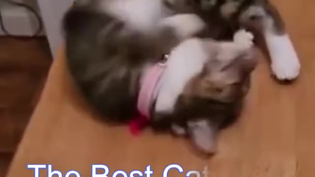 ninja cat attacking his owner in a funny way