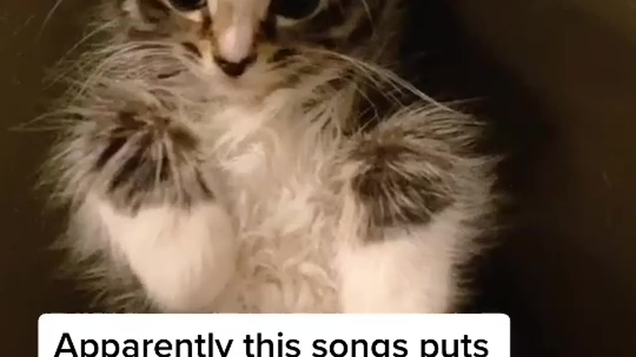 Apparently This Song Puts Cats To Sleep