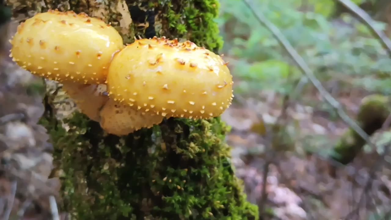 Pholiota limonella