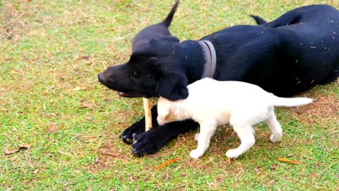 mamãe cuidando dos cachorrinhos