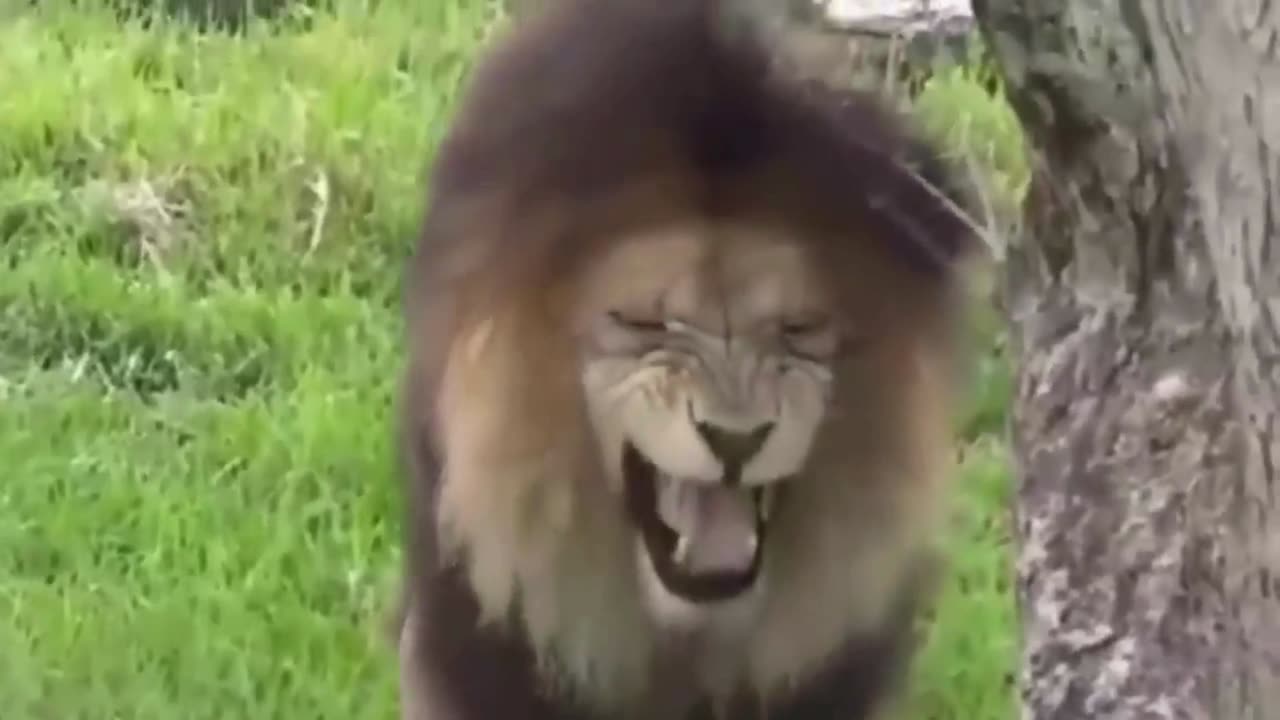 Troll Prank Dog Funny & fake Lion and Fake Tiger Prank To dog & Huge Box Prank to dog