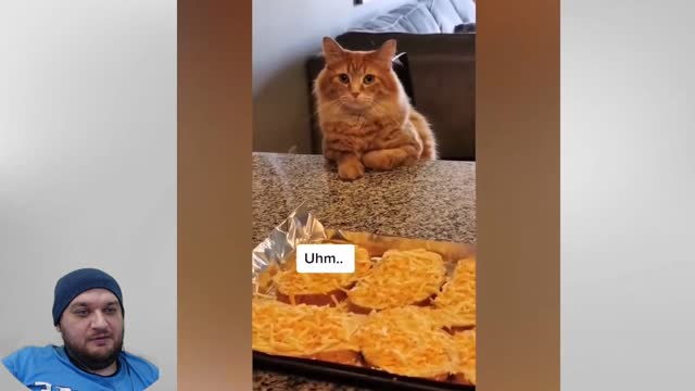 Cute Pets that Will Brighten Up Your Day 100% It was funny react