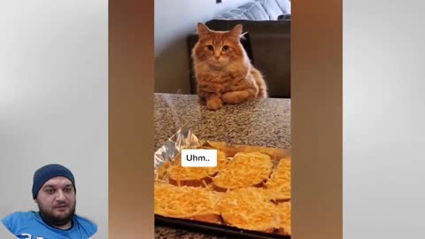 Cute Pets that Will Brighten Up Your Day 100% It was funny react