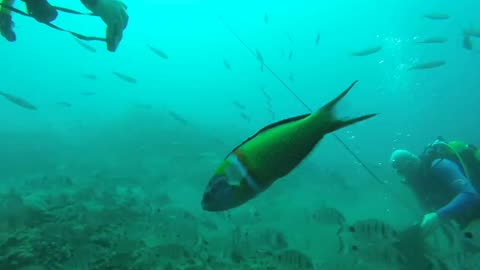 Stingrays diving with Atlantis Diving Center (Tenerife)