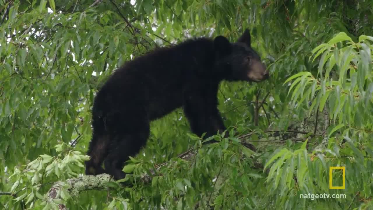 Best Of Great Smoky Mountains National Park America's National Parks