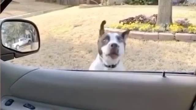 Wow!! cute doggy jumps into a car. #shorts