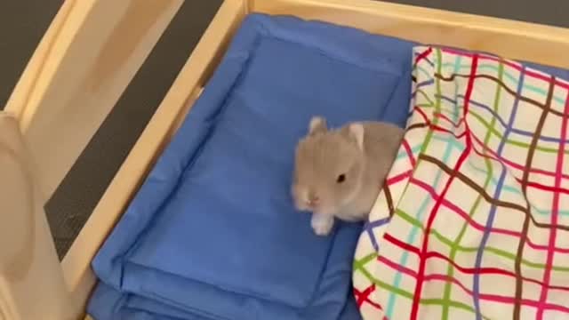 Come and have a look, this is a group of cute little animals