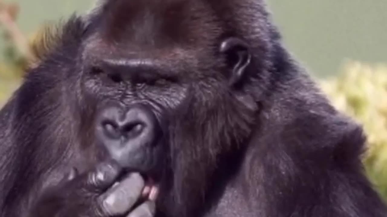 Gorilla