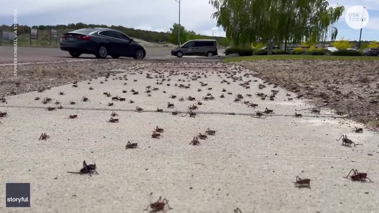 Millions of 'nightmarish' Mormon crickets invade cities | USA TODAY