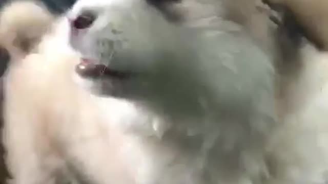 A dog who loves to go out and play.