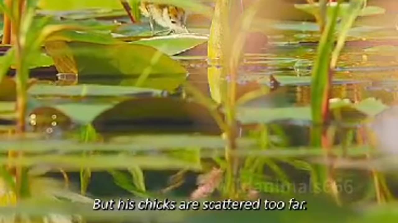 Fathers Spread Their Wings To Protect The Kids #shorts #viral #shortsvideo #video