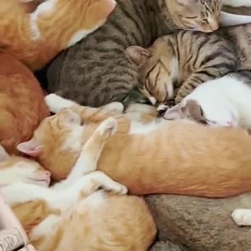 cats funny videos