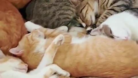 cats funny videos