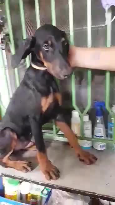 Cute 3 month dobberman