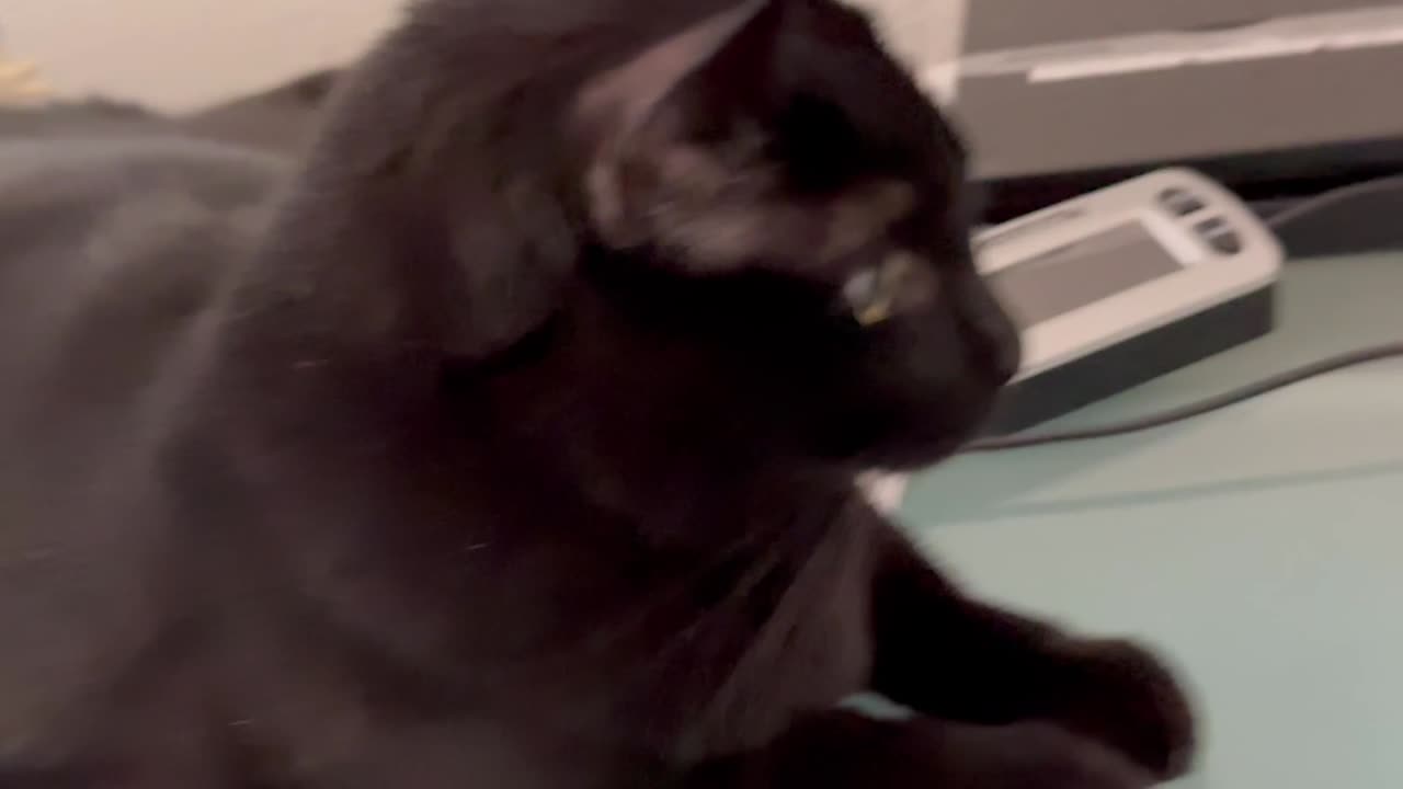 Adopting a Cat from a Shelter Vlog - Cute Precious Piper Shows How to Be a Perfect Office Manager