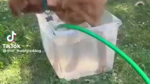 Funny dog video