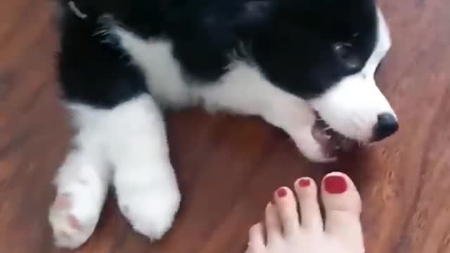 Baby Dogs -Funniest and Cutest Labrador Puppies Best Funny Animals Videos viral Part 57