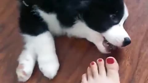 Baby Dogs -Funniest and Cutest Labrador Puppies Best Funny Animals Videos viral Part 57