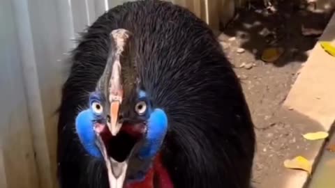 THIS IS A CASSOWARY THE WORLD’S MOST DANGEROUS BIRD