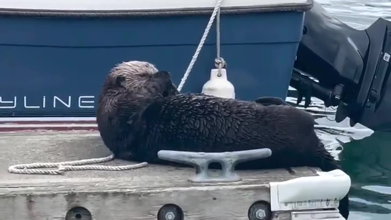 Can you rub your belly & pat your head? This sea otter didn't seem to have any trouble! grazes