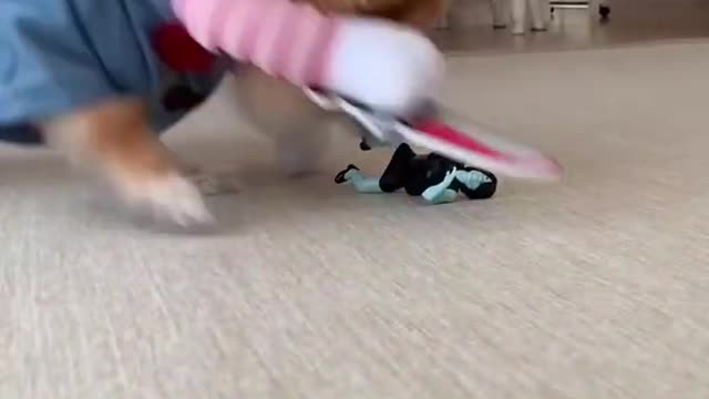 Dog Becomes CHUCKIE to KILL!