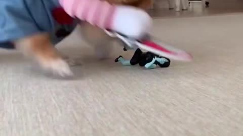 Dog Becomes CHUCKIE to KILL!