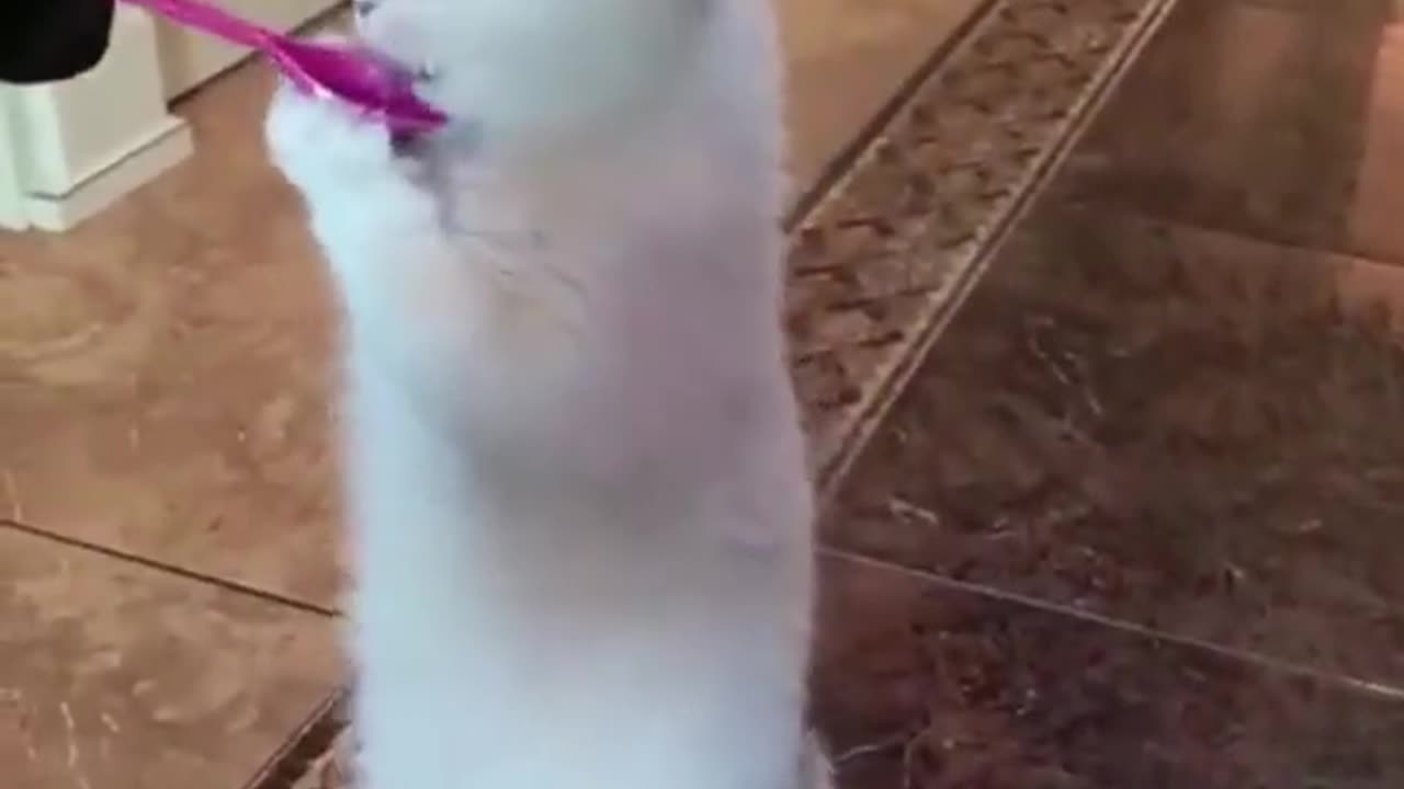 VERY FUNNY CAT AND DOG #SHORTS
