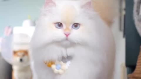 So Adorable _ Cat life Lovely Pets