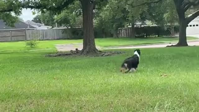 my dog thinks he’s a bunny