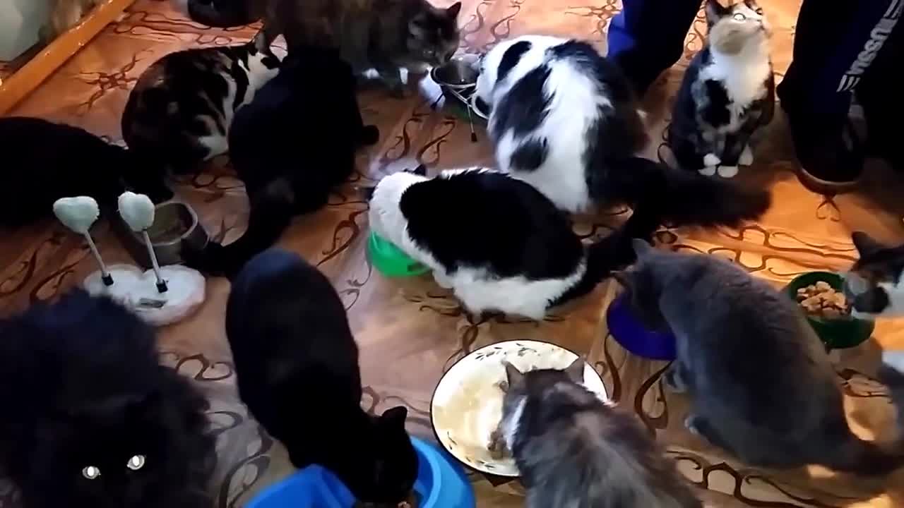 "Shelter Dari Dobro Novosibirsk online" Cat dinner