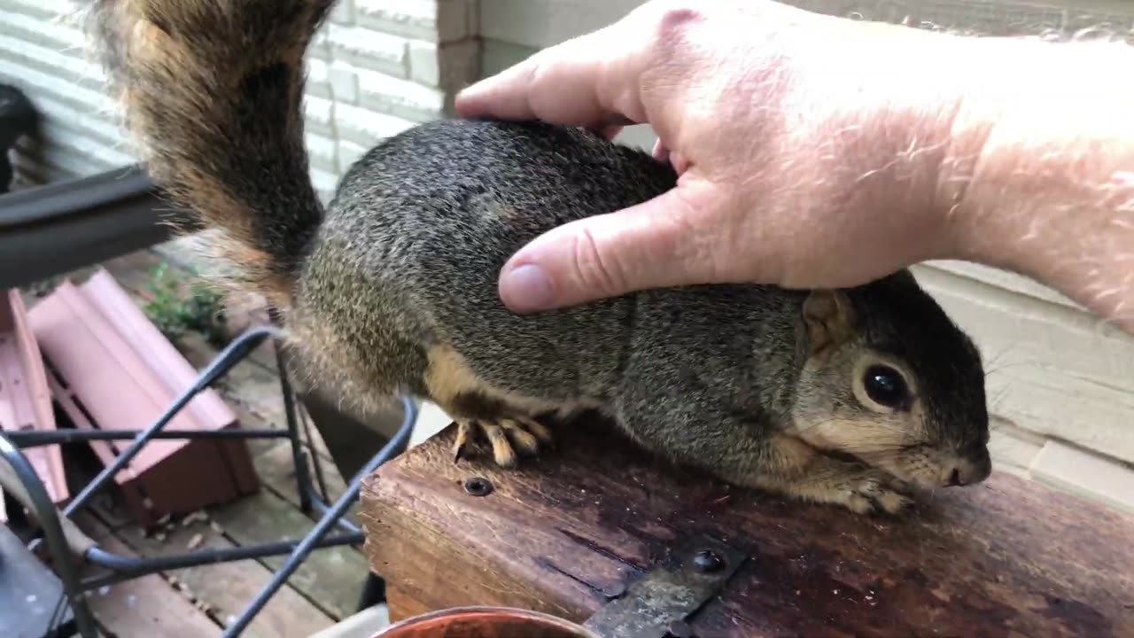 Taming a wild squirrel is rewarding!