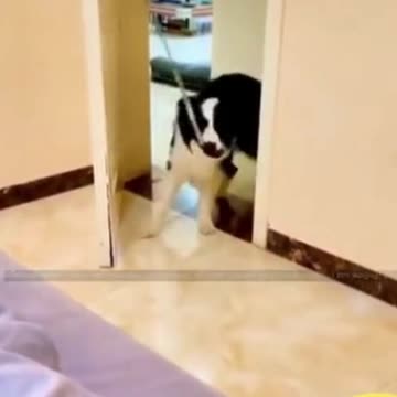 Home survent dog funny videos 😂😂😂😂😂