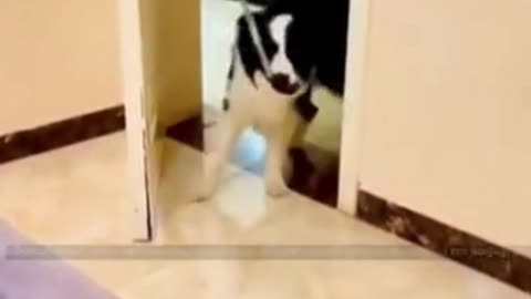 Home survent dog funny videos 😂😂😂😂😂