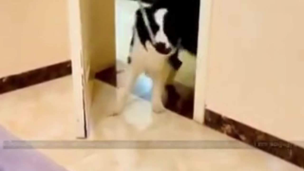 Home survent dog funny videos 😂😂😂😂😂