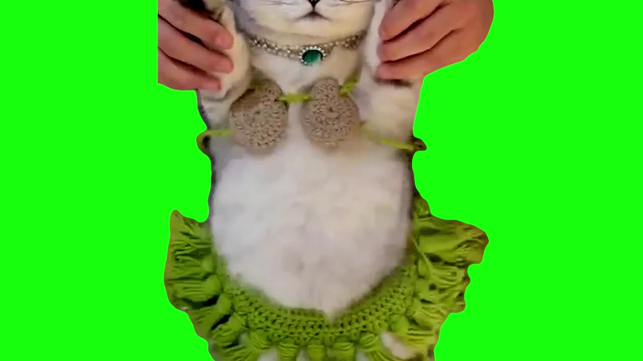 Cat Belly Dancing | Green Screen