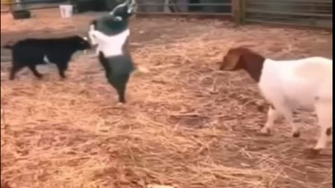 BEST FUNNY ANIMAL VIDEO OF THE WEEK #02