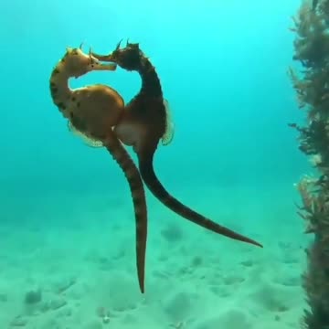 Sea horse mating process